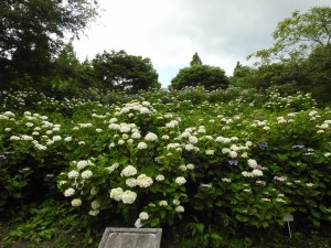 20150621六甲山森林植物園 (8)